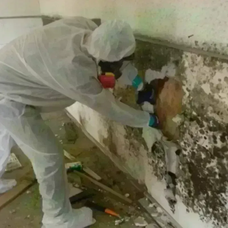 Mold Remediation and Removal in Meadowlakes, TX